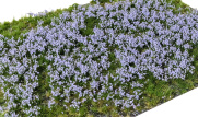 Blüten / Blumen / Blätter / Laub