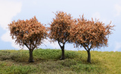 Bäume / Büsche / Sträucher / Hecken