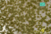 morepic-1