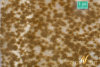 morepic-1