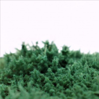 morepic-1