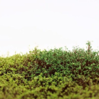 morepic-1