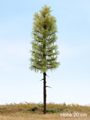 Der Modellbaum. – Lärche Wald, Hochstamm, Frühling, 10-60 cm | 