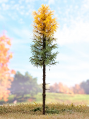 Der Modellbaum. – Lärche Wald, Hochstamm, Herbst,gelb-grün, 15-60 cm 
