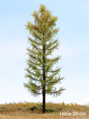 Der Modellbaum. – Lärche Solitär, Vollstamm, Frühling, 15-60 cm | 