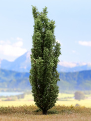 Der Modellbaum. – Pappel, Sommer, 10-60 cm | 