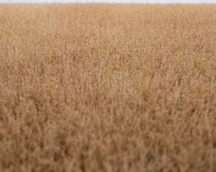 RTS 92522-3 – High-End Grasmatte Kornfeld Sommer, A3, passend für Spur H0 & 0 