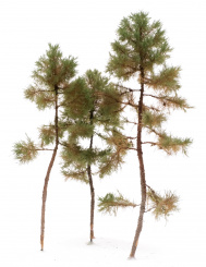 Der Modellbaum. – 3-teiliges Kiefern-Set, Höhe ca. 20 - 25 cm, Ausführung Wald 