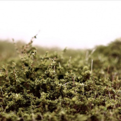 RTS 95030 – Sträucher Sommer, Höhe 4-30 mm, Matte 210 x 150 mm 