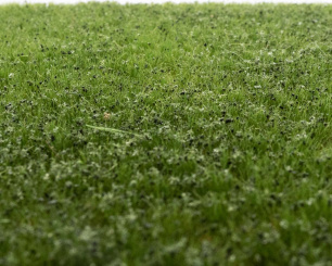 RTS 83112 – Unkrautbüschel Frühsommer, 2-6 mm, Inhalt: 148 x 210 mm 