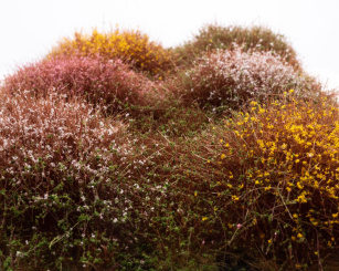 RTS 95011 – Sträucher Frühling blühend, Höhe 4-30 mm, Matte 210 x 150 mm 