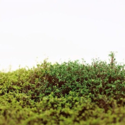 RTS 95010 – Sträucher Frühling, Höhe 4-30 mm, Matte 210 x 150 mm 