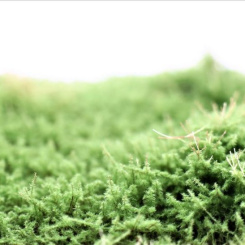 RTS 95500 – Sträucher Wacholder grün, Höhe 4-30 mm, Matte 210 x 150 mm 
