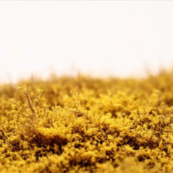 RTS 95080 – Sträucher Forsythie, Höhe 4-30 mm, Matte 210 x 150 mm 