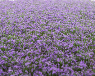 RTS 84302 – Blütenbüschel Lavendel, Höhe 2-6 mm, Matte 148 x 210 mm 