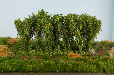 miniNatur 254-43 (0/1) – Hecke Frühherbst, Höhe 8-9 cm 