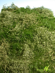 miniNatur 732-22S – Wildwuchsgebiet-Matte Sommer, ca. 25 x 15,5 cm 