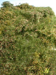 miniNatur 732-23S – Wildwuchsgebiet-Matte Frühherbst, ca. 25 x 15,5 cm 