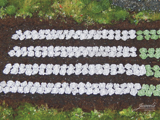 Juweela 28228 (H0) – Rotkohl-Pflanzen, 220 Stück 