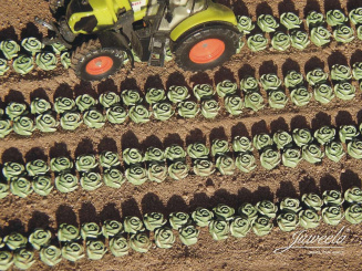 Juweela 28371 (H0) – Salat Kopfsalat (225 Stück) 