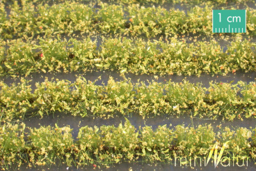 MiniNatur 767-22S – Blumenfeld-Streifen, gelb, Länge ca. 42 cm 