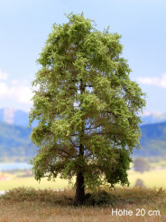 Der Modellbaum. – Buche mit Wurzel, Sommer, 20-60 cm | 