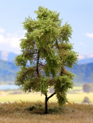 Der Modellbaum. – Buche, 1-3 stämmig, Sommer, 10-25 cm | 