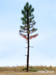 Der Modellbaum. – Fichte Wald abgestorben, Hochstamm, Sommer, dunkel, 10-60 cm 