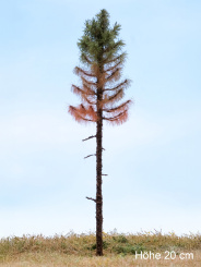 Der Modellbaum. – Fichte Wald abgestorben, Hochstamm, Sommer, hell, 10-60 cm 