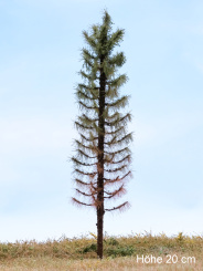 Der Modellbaum. – Fichte Wald abgestorben, Vollstamm, Sommer, hell, 10-60 cm 