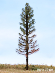 Der Modellbaum. – Fichte Solitär abgestorben, Vollstamm, Sommer, hell, 15-60 cm 