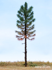 Der Modellbaum. – Fichte Solitär abgestorben, Hochstamm, Sommer, hell, 15-60 cm 