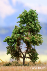 Der Modellbaum. – Ahorn, 2-3 stämmig, Sommer, 10-15 cm | 