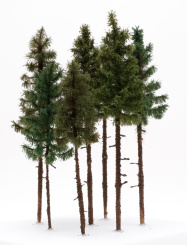 Der Modellbaum. – 7-teiliges Hochstamm Nadelbaum-Set, Höhe ca. 15 - 20 cm 