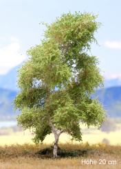 Der Modellbaum. – Birke, 1-3 stämmig, Frühling, 10-60 cm | 2-stämmig, Baumhöhe ca. 15 cm 