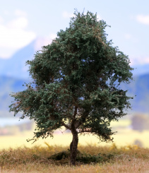 Der Modellbaum. – Kastanie, 1-3 stämmig, Sommer, 10-25 cm | 