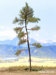 Der Modellbaum. – Kiefer, Hochstamm, Sommer, hell, 10-35 cm | Baumhöhe ca. 20 cm