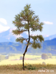 Der Modellbaum. – Kiefer, Hochstamm, Sommer, dunkel, 10-35 cm | 