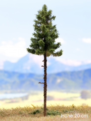 Der Modellbaum. – Tanne Solitär, Hochstamm, Sommer, 15-60 cm | 