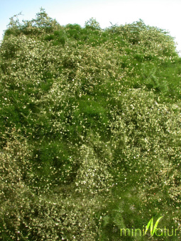 miniNatur 732-22S – Wildwuchsgebiet-Matte Sommer, ca. 25 x 15,5 cm 