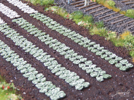 Juweela 28226 (H0) – Weißkohl-Pflanzen, 220 Stück 