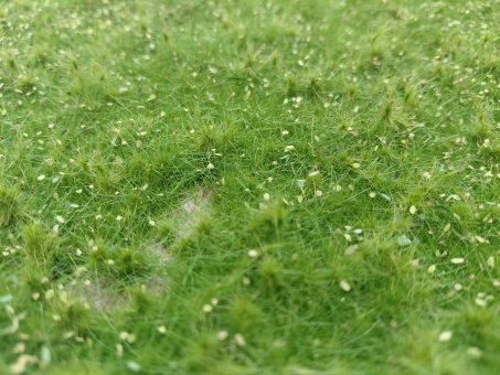 miniNatur 631-22S – Wildwuchs niedrig, Matte 17 x 26 cm, Sommer 