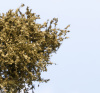 morepic-2