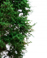 morepic-2