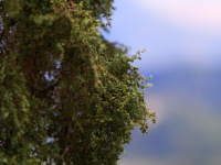 morepic-3