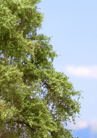 morepic-3