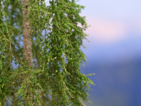 morepic-5