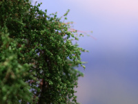 morepic-6